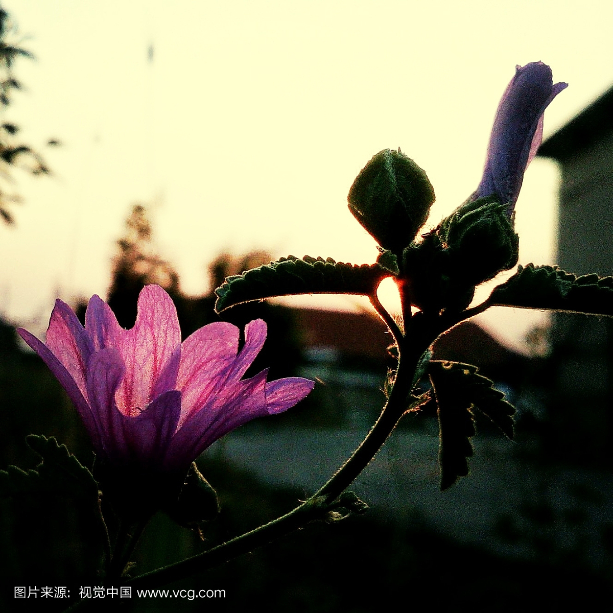 保加利亚,开花时间间隔,紫色,万里无云