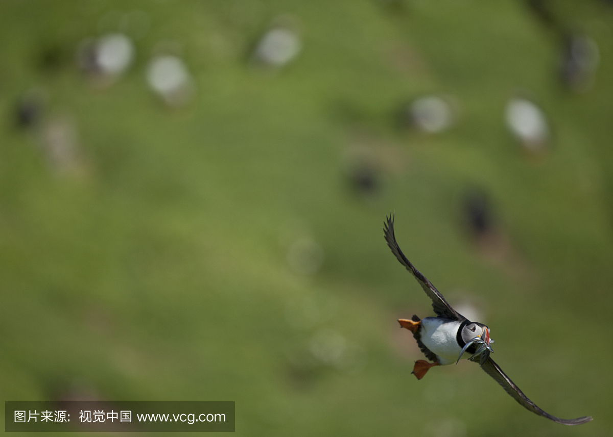 大西洋海雀,飞行中的Fratercula arctica