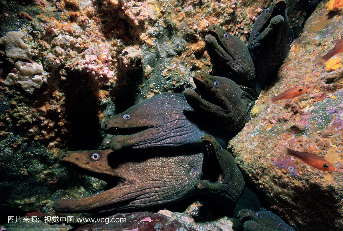 从珊瑚突出的细小的海鳗(Gymnothorax dovii)