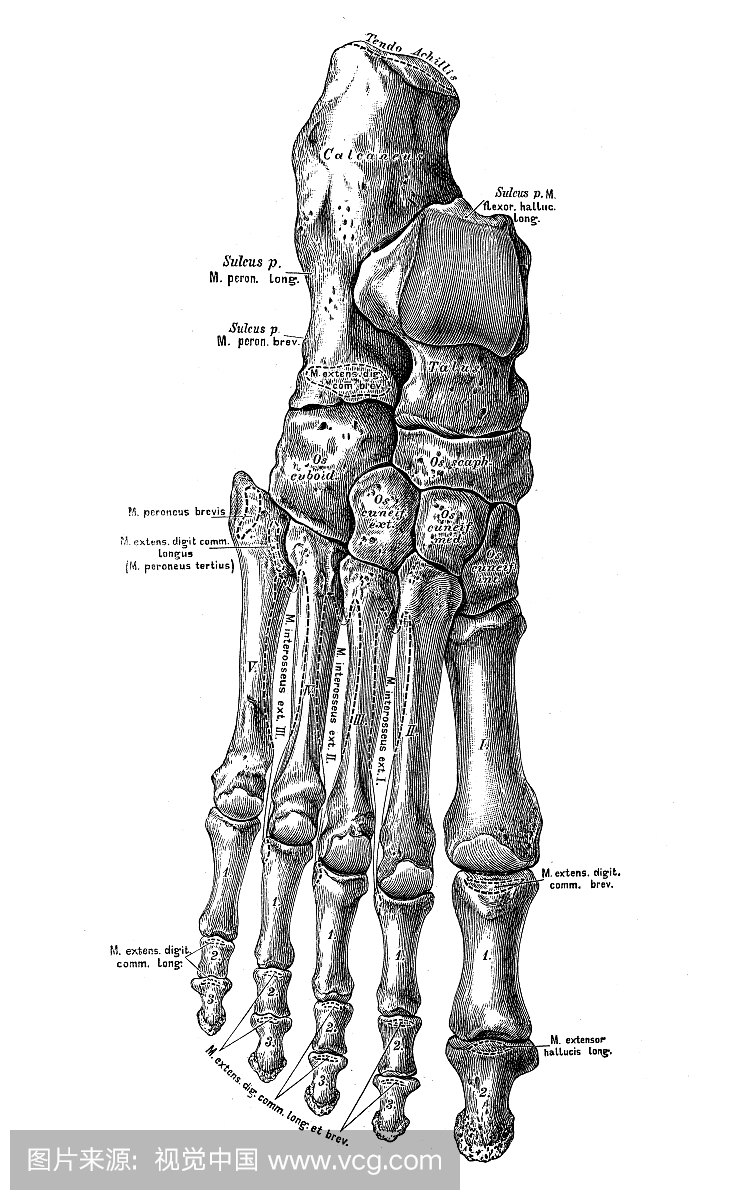 人体解剖科学插图:脚骨