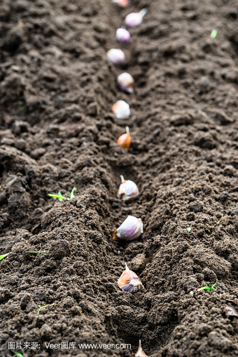 种植大蒜在蔬菜园。秋天园艺。
