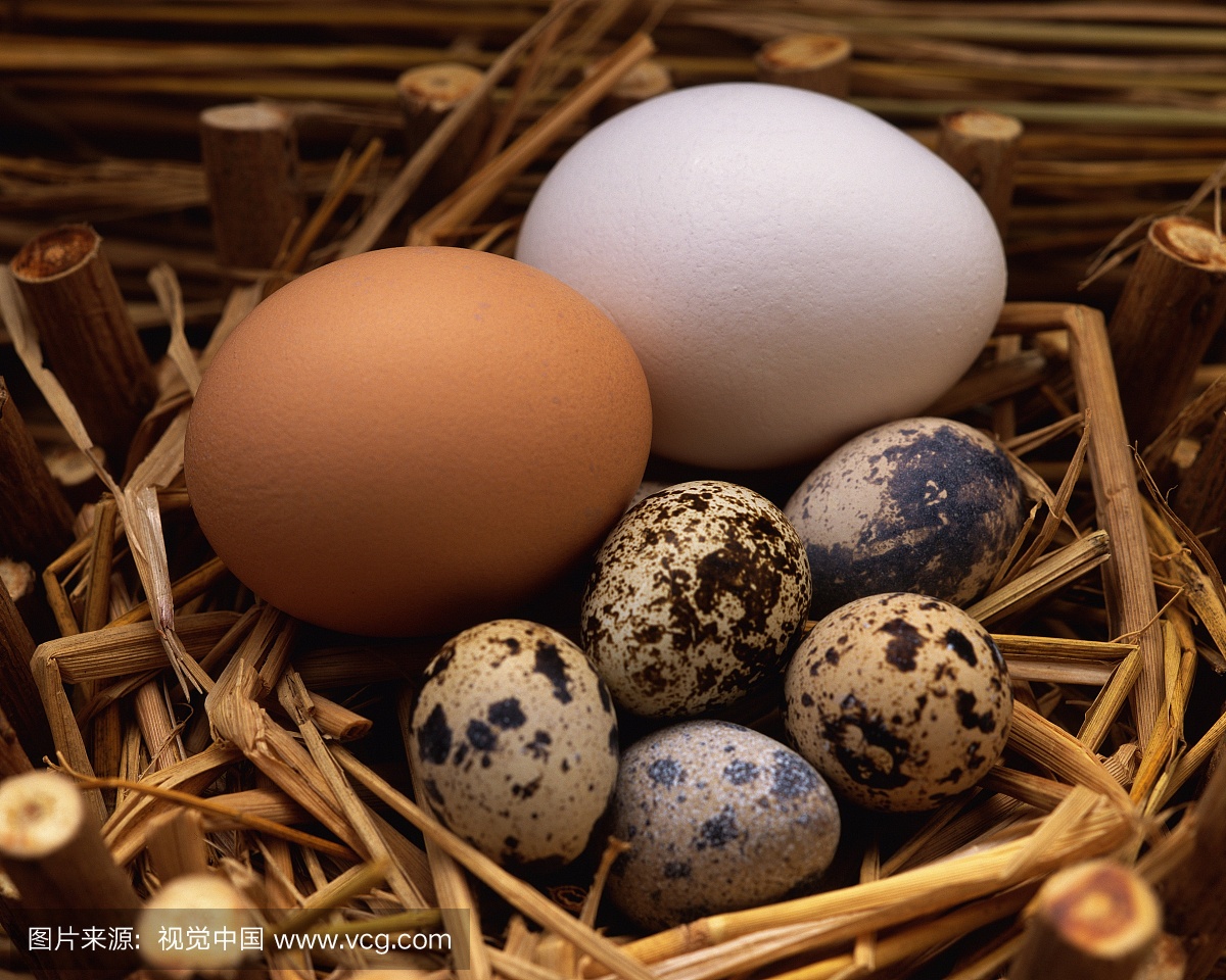 各种各样的蛋在巢,高角度视图,关闭