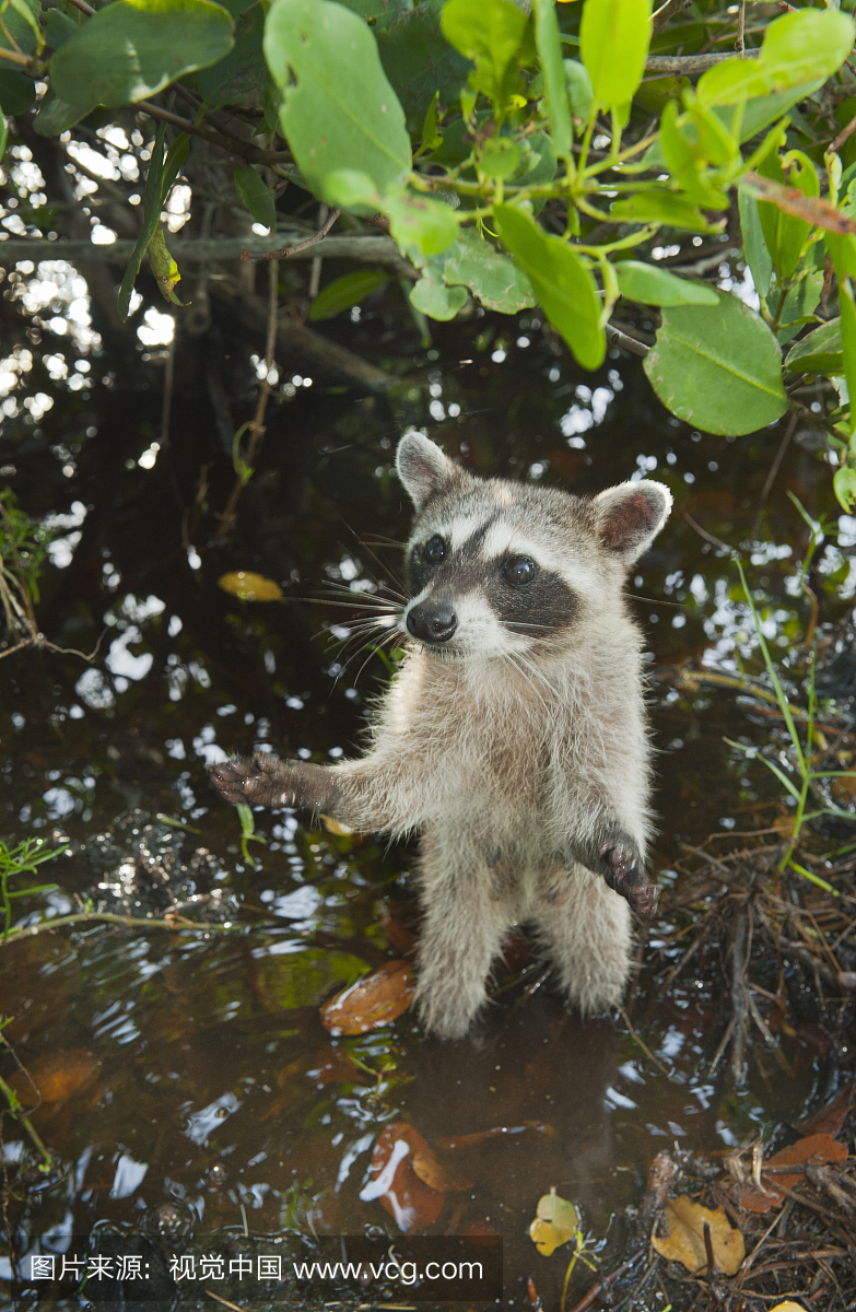 Pygmy Raccoon (Procyon pygmaeus) in mangr