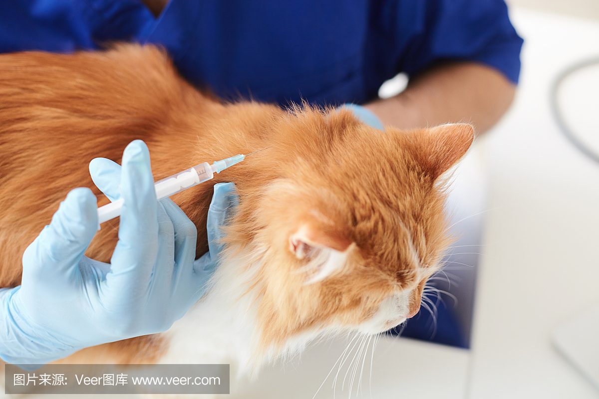 职业男医生正在注射宠物