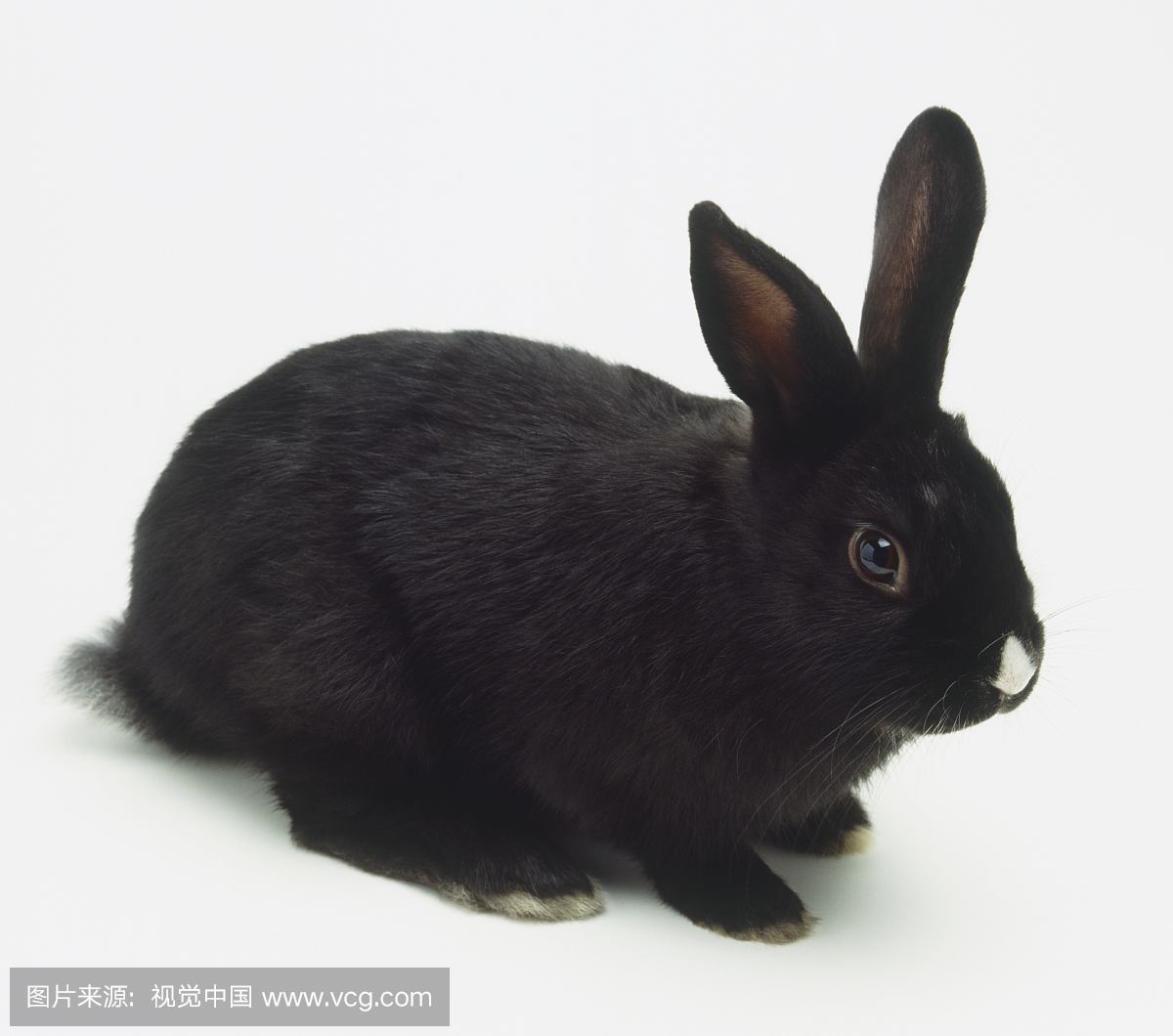 黑色家兔(Oryctolagus cuniculus)在其鼻子上有一个白点