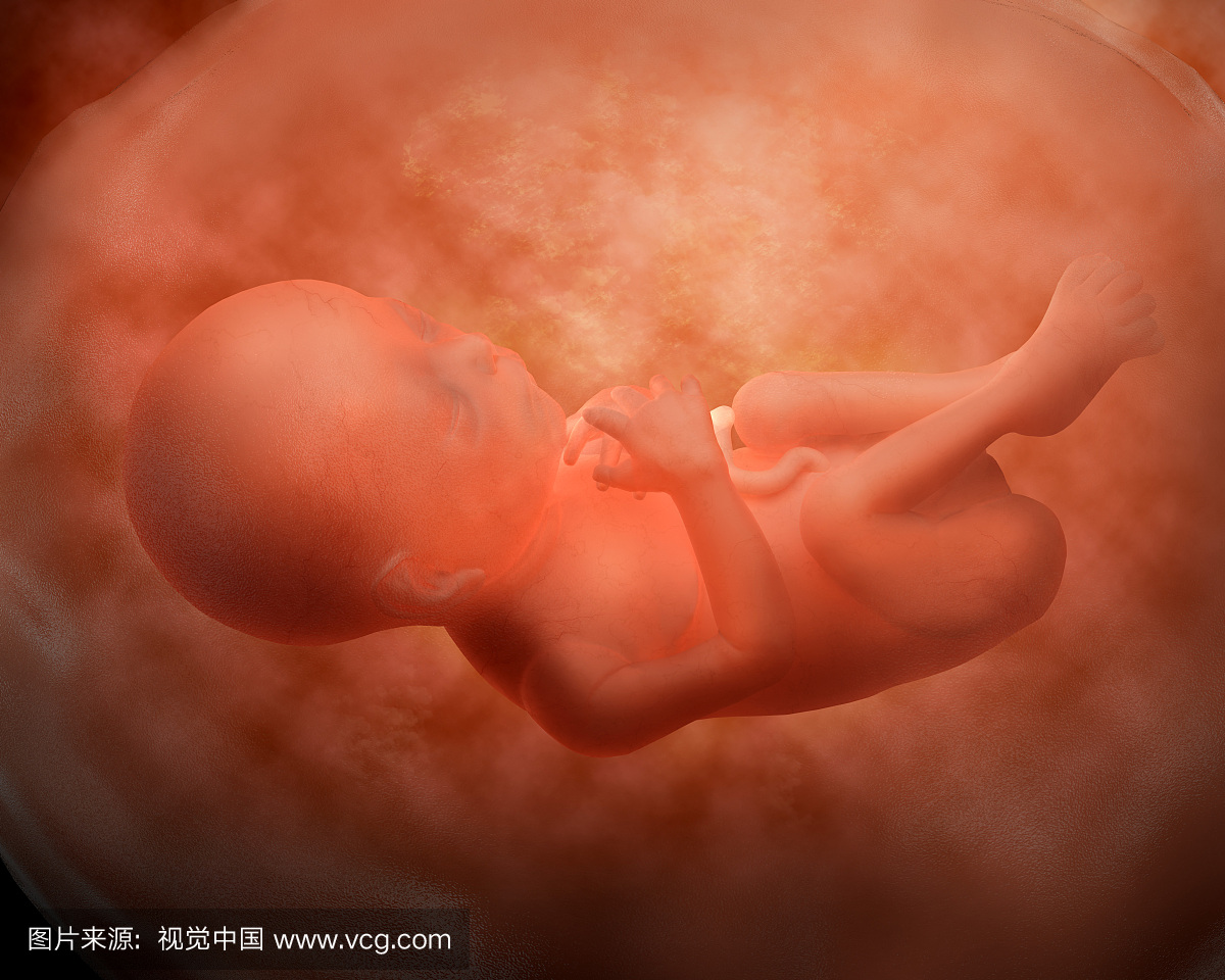 24周的胎儿发育的医学说明。