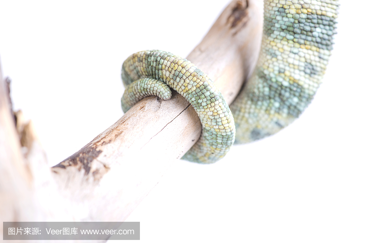 声囊,共鸣囊,面罩变色龙,蒙面变色龙