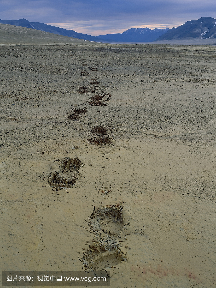 阿拉斯加棕色熊皮带在泰坦尼克山脉,卡特玛NP