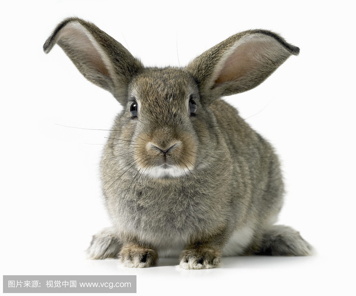 动物,小动物,兽,牲口