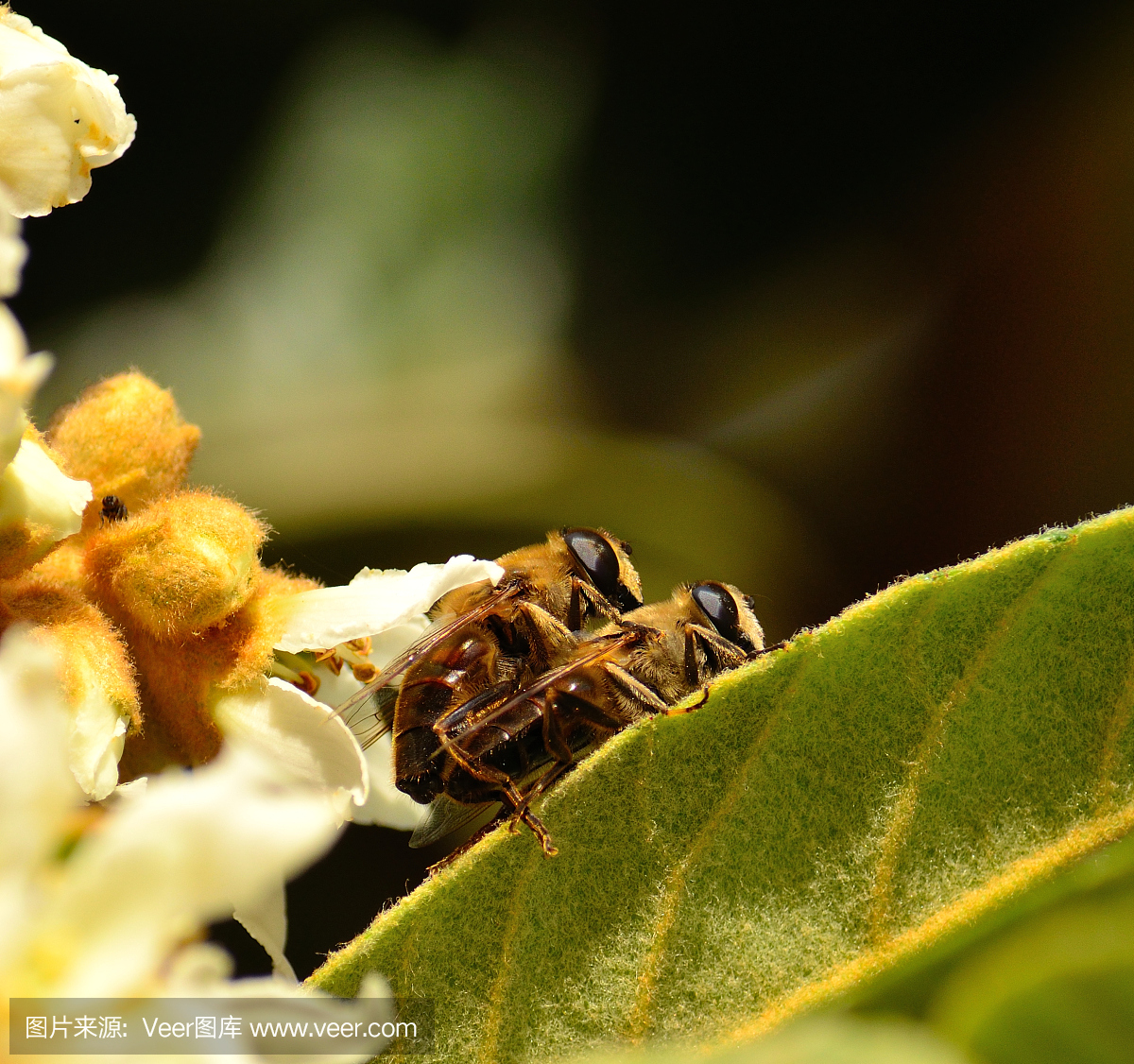 蜜蜂在一个枸杞树叶上的交配仪式