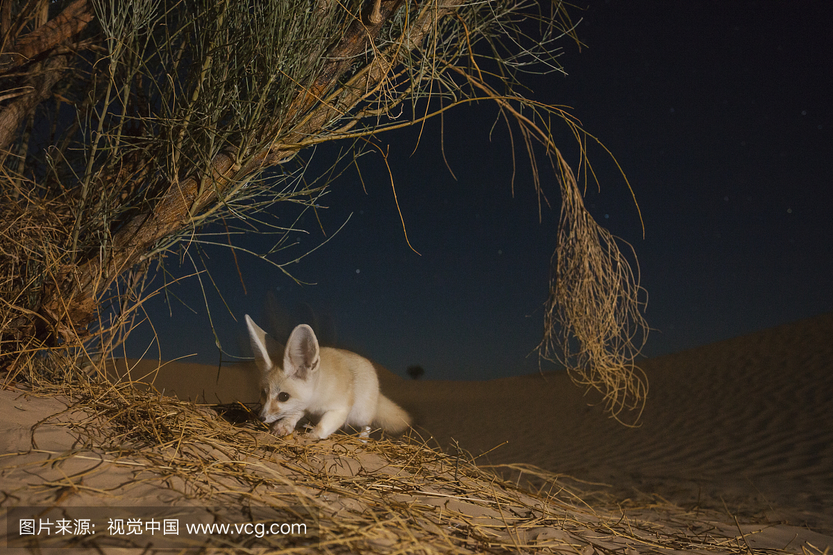 rand Erg Oriental, Kebili Governorate. Tunisia.