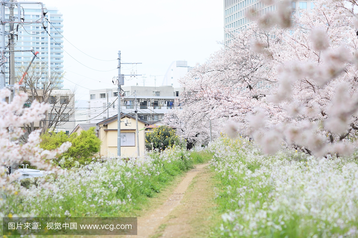 东京樱花盛开的时候
