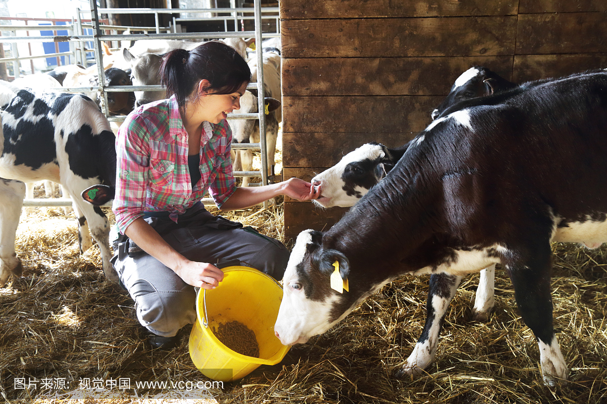 一头农场的妇女喂养小牛