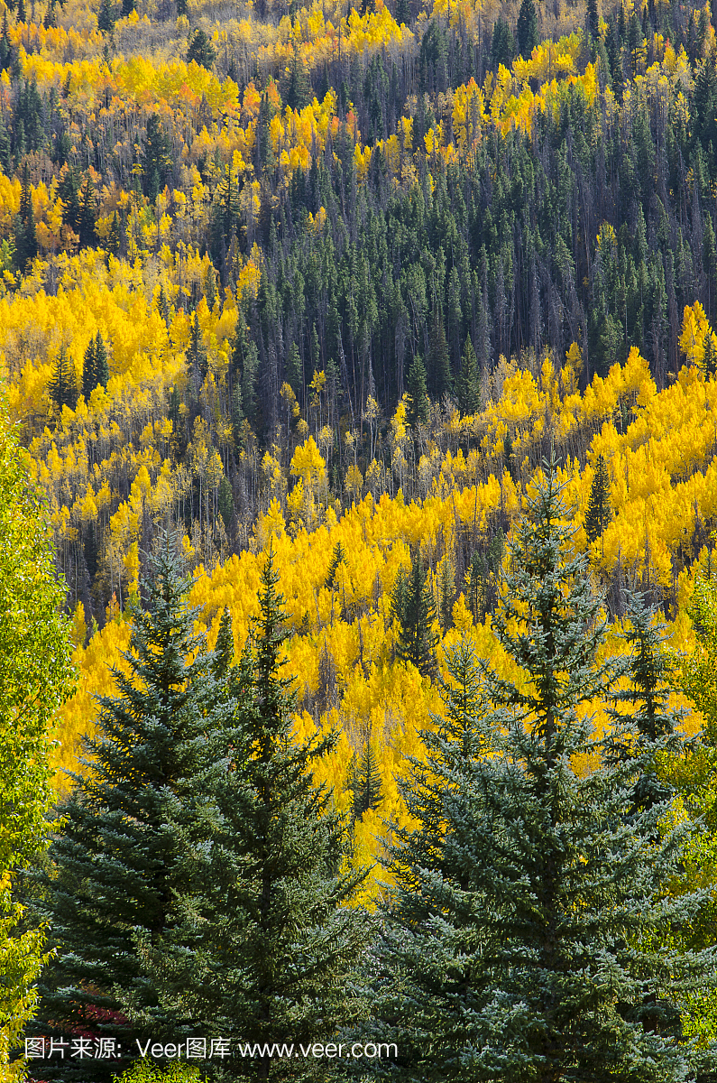 云杉常绿树和Aspens在峰值颜色