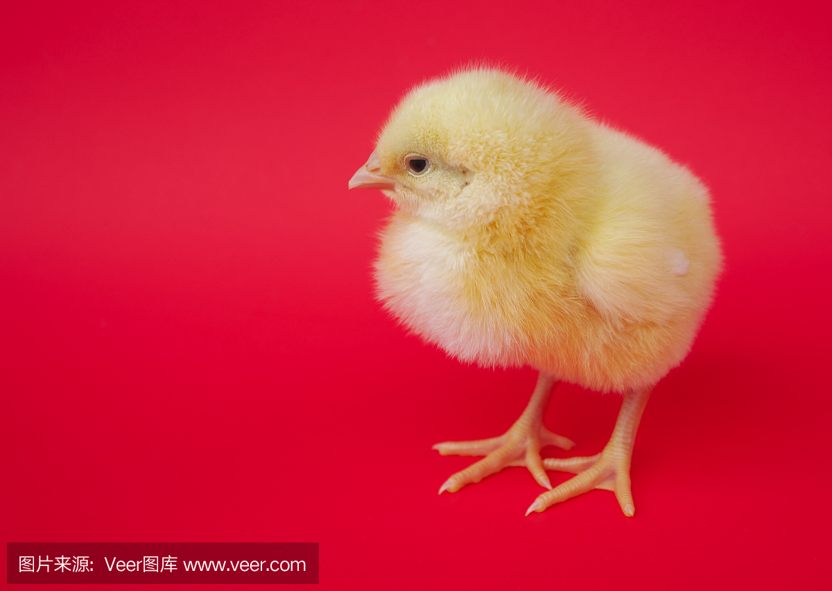 红色背景上的小母鸡小鸡工作室肖像农业农业