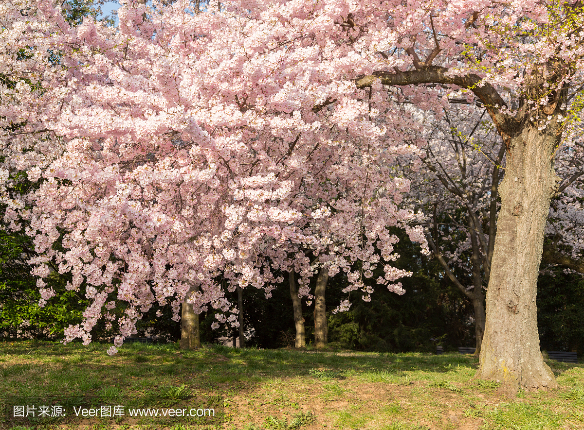 日本樱花花和树的详细照片