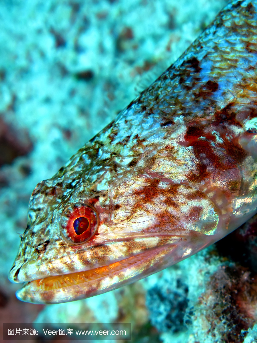 狗母鱼,姬鱼,蛇鲻,英文字母R