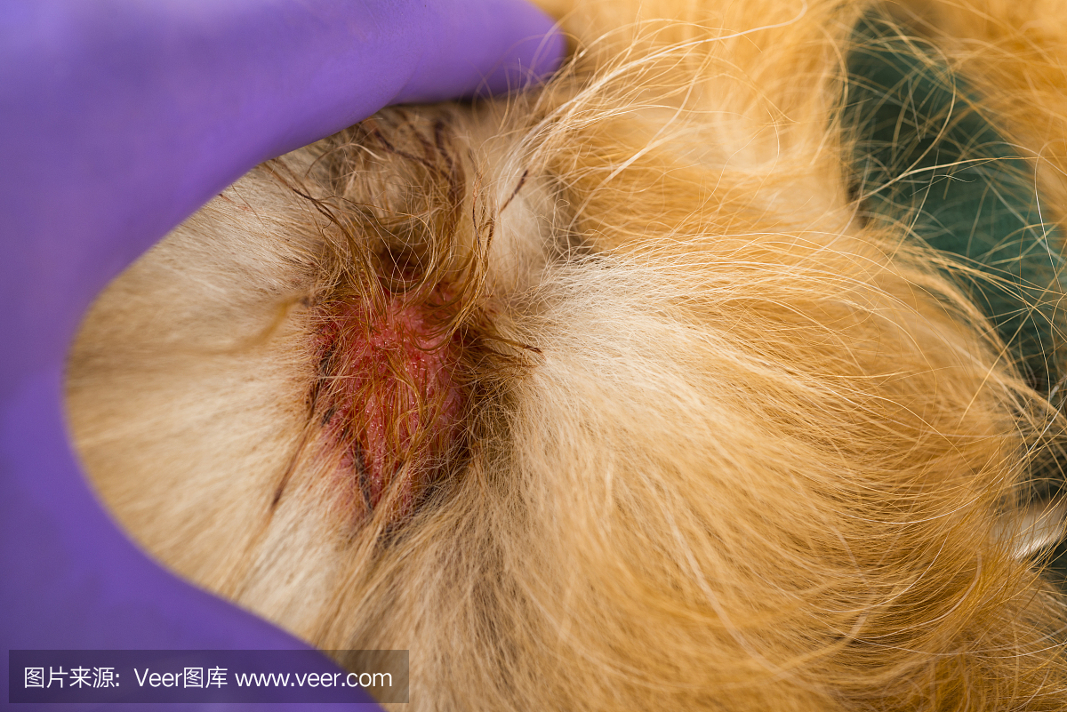 兽医在狗肩膀上显示潮湿湿疹,又名热点