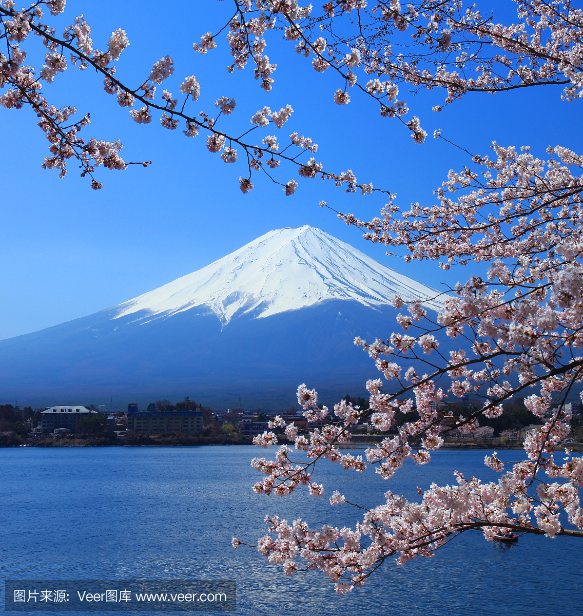 美丽的樱花与日本富士山