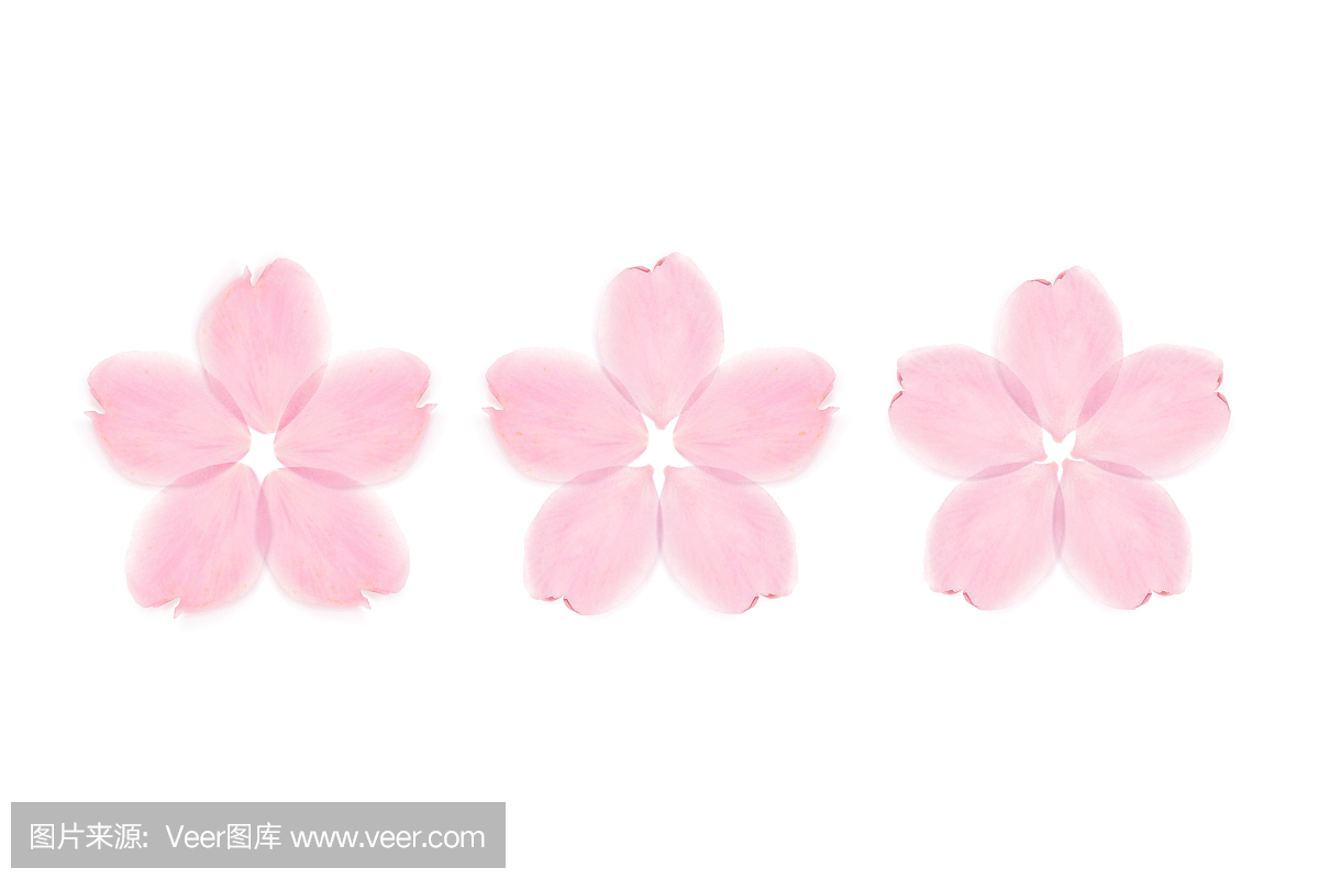 日本樱花花瓣装饰白色背景上