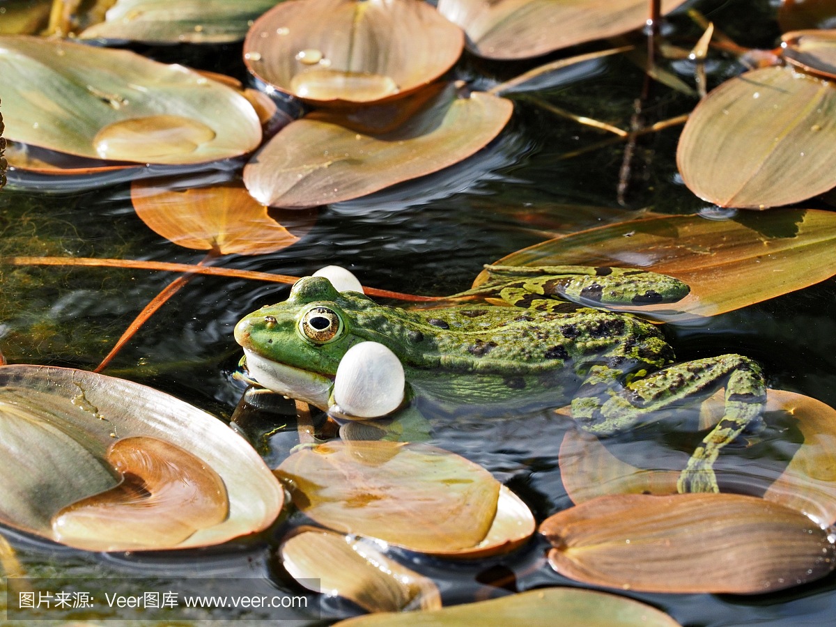 kender Frosch im Gartenteich - 呱呱叫的青蛙在