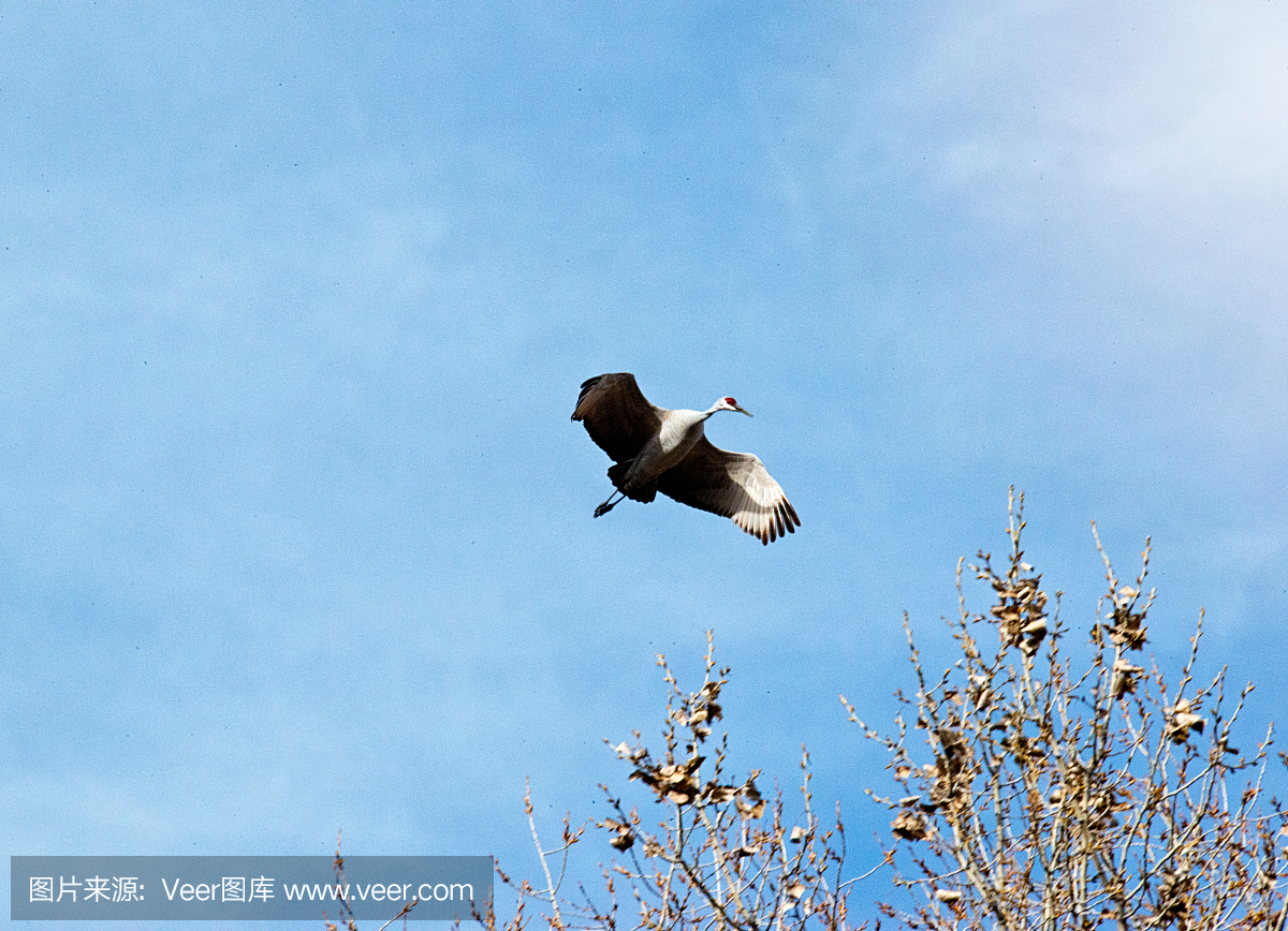 低飞移动鸟,桑德里克起重机,里约格朗德河谷