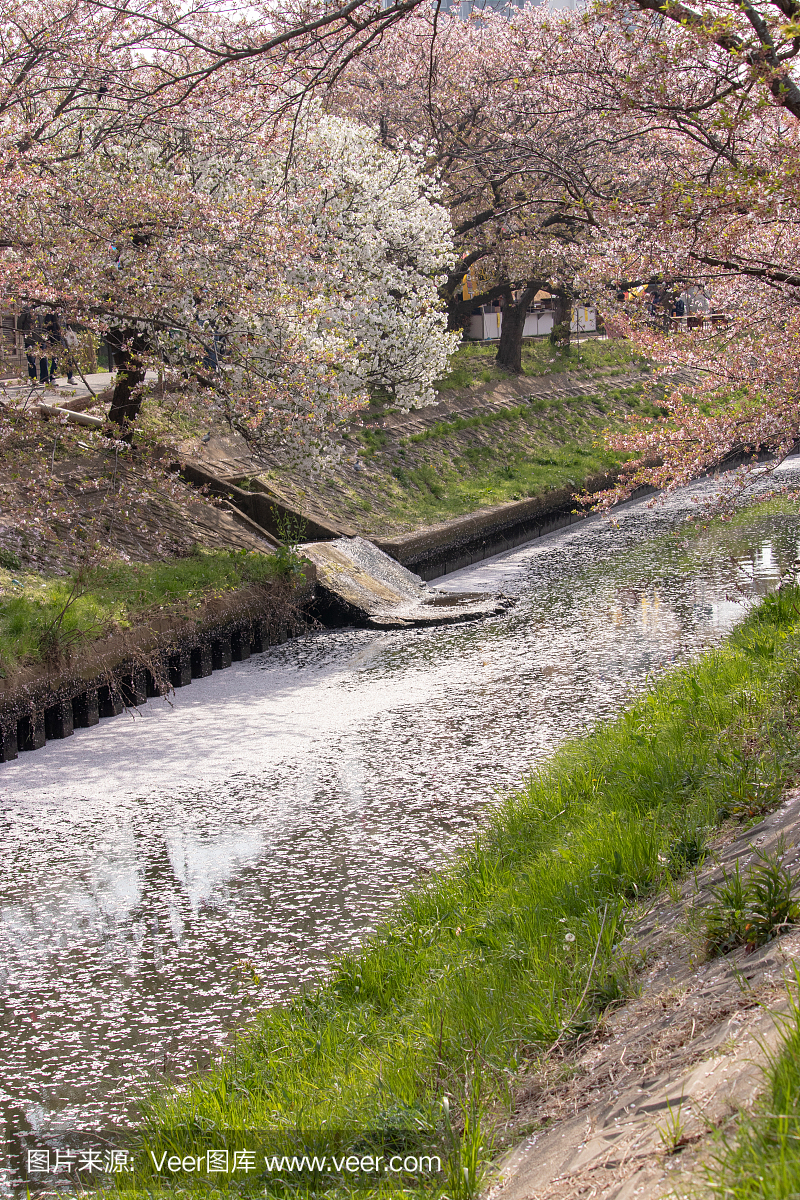 日本千叶县船桥市沿河的樱花和花筏