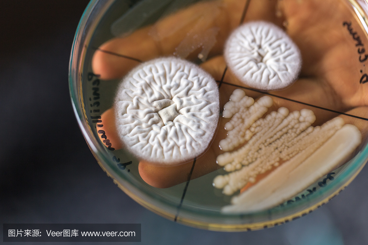 实验室教育实验室培养皿中细菌和真菌的研究。