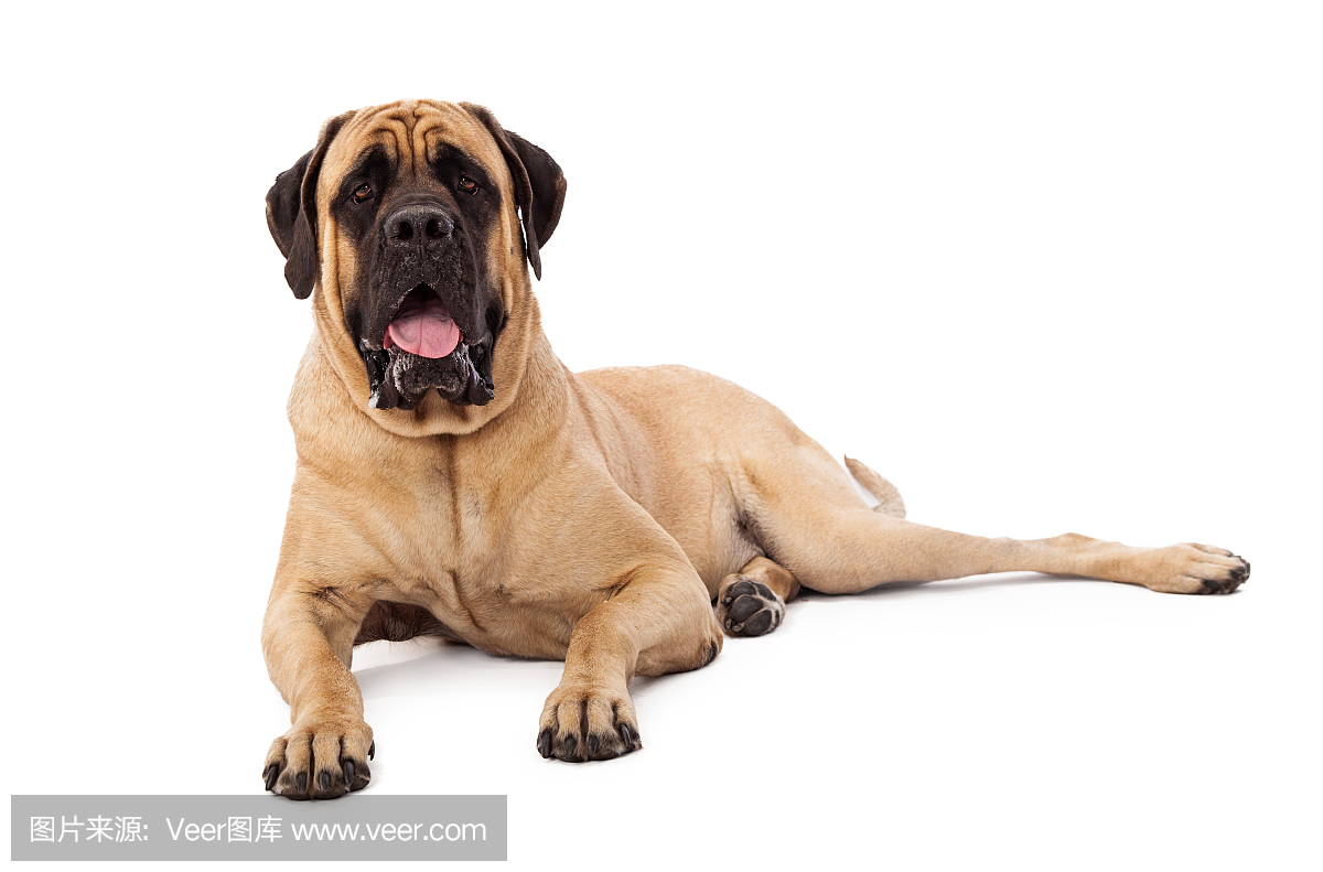 獒,凶猛犬,大型猛犬之一种,警犬