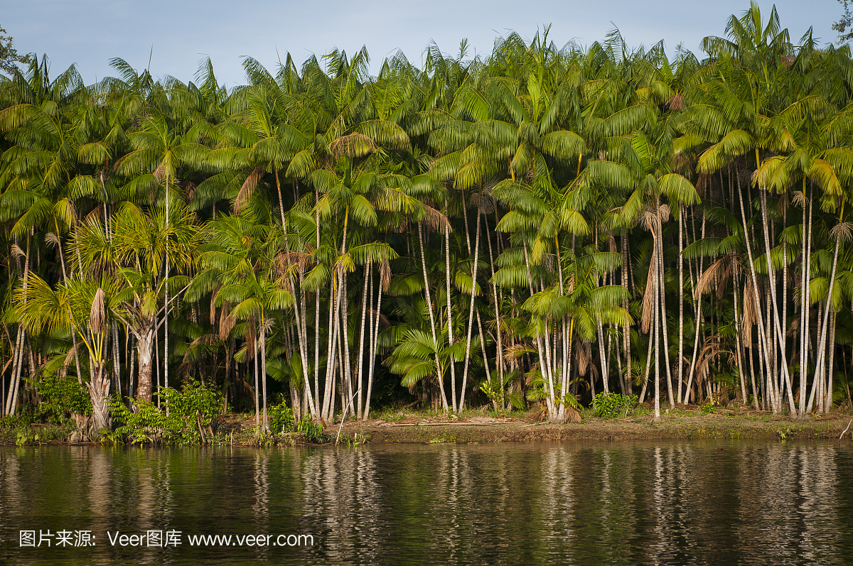 巴西莓,茜莉莓,阿萨伊果,土产