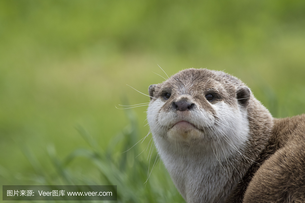 水獭,水濑属,水濑,欧洲水獭