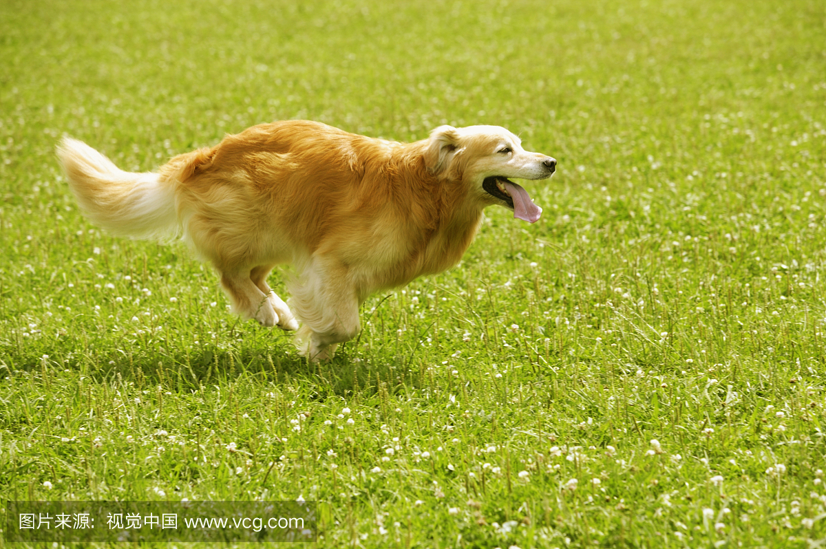 狗跑在草地上