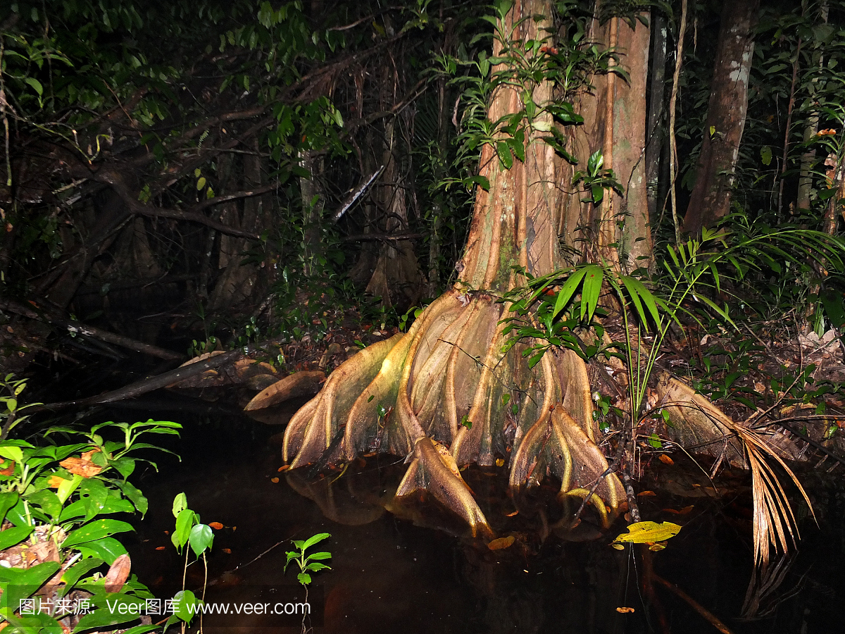 苏里南热带雨林在晚上