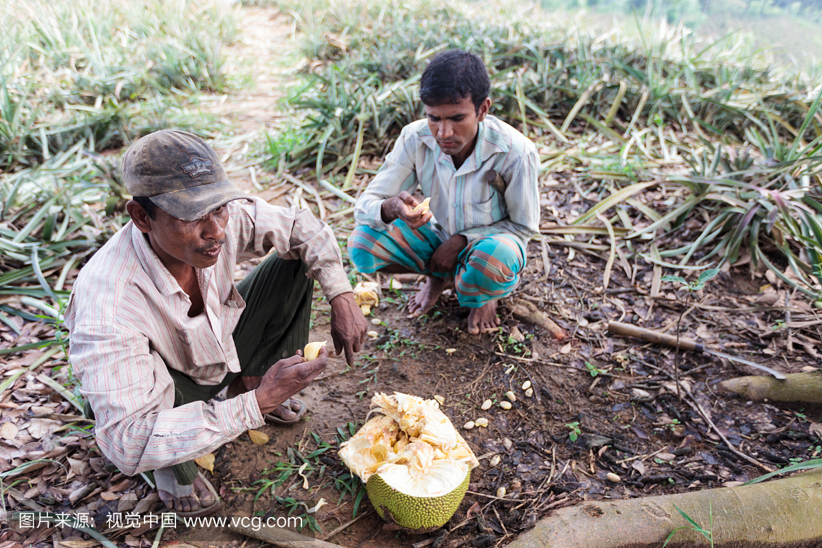 两名种植园工作人员在孟加拉国菠萝种植园吃菠