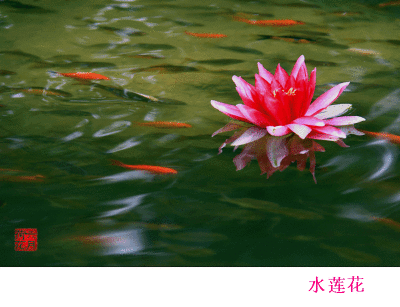 壁纸 花 桌面 400_307 gif 动态图 动图