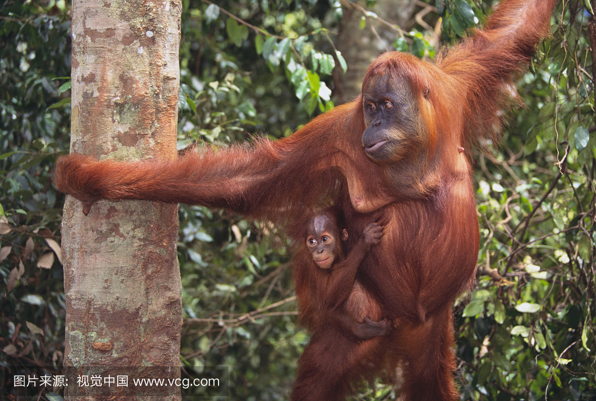 濒危物种,档案,身体保养,保护工作服