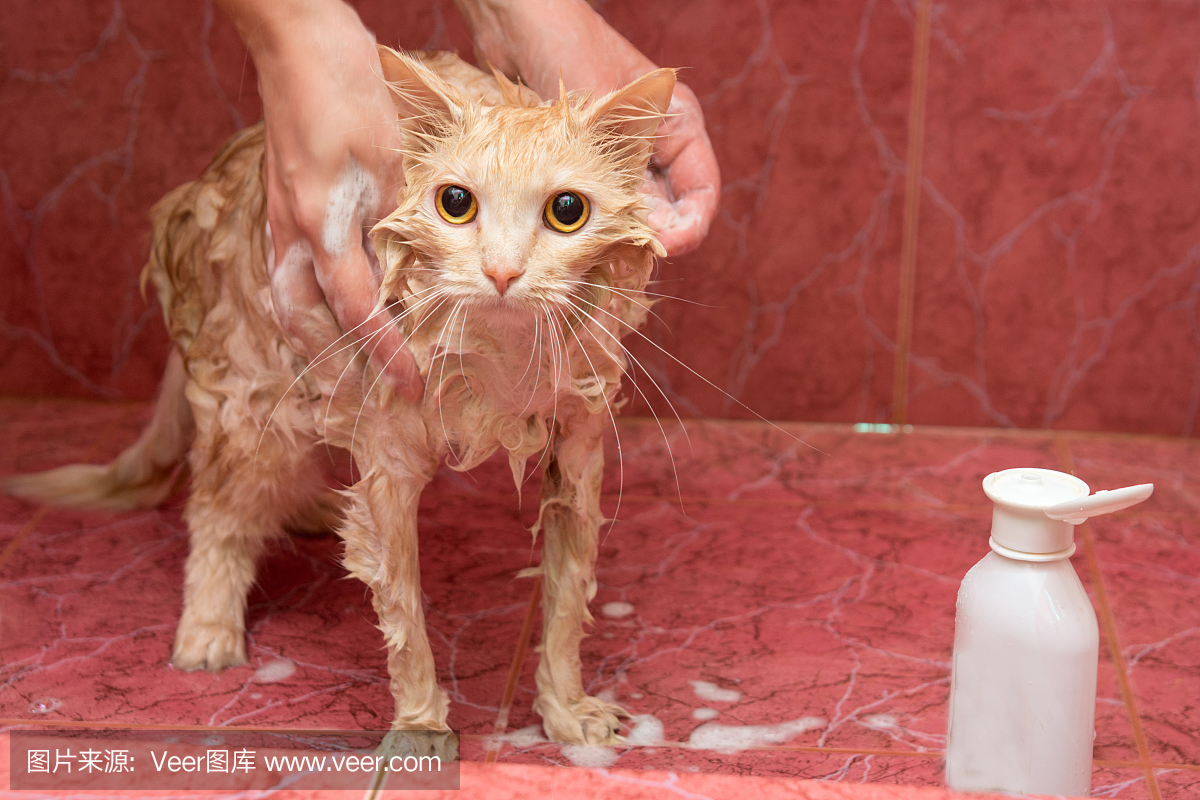 自制的猫在浴室里沐浴
