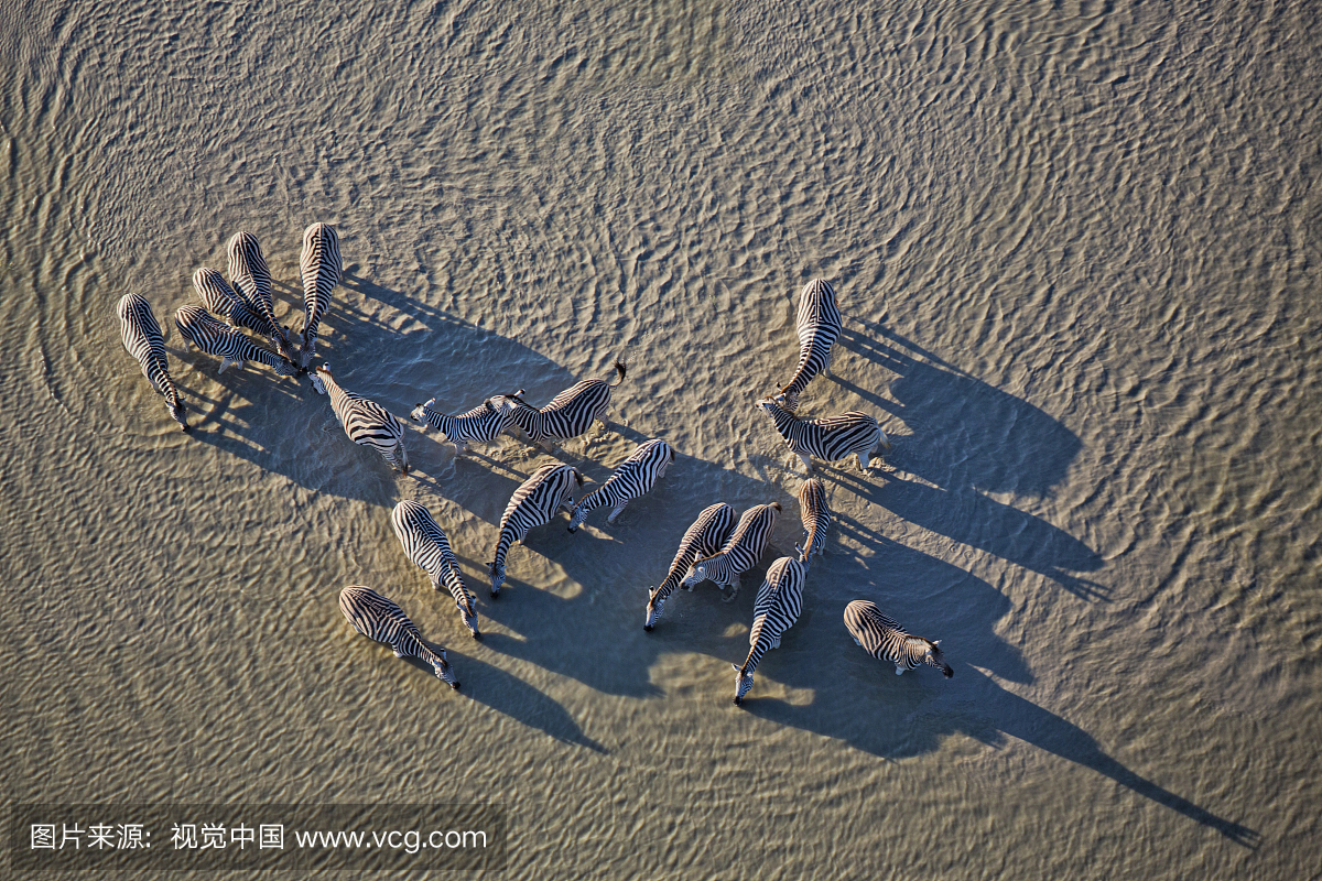 Aerial view of a herd of migrating Burchell's zeb