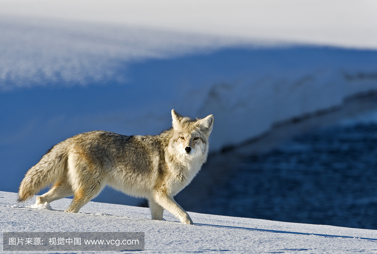 土狼(Canis latrans)在雪地,黄石国家公园,怀俄明