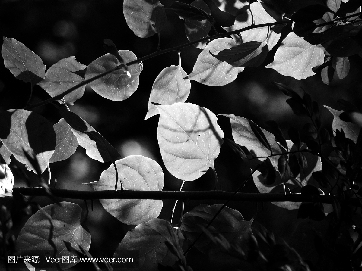 黑色电影风格,恐怖电影,黑色电影,悲剧电影