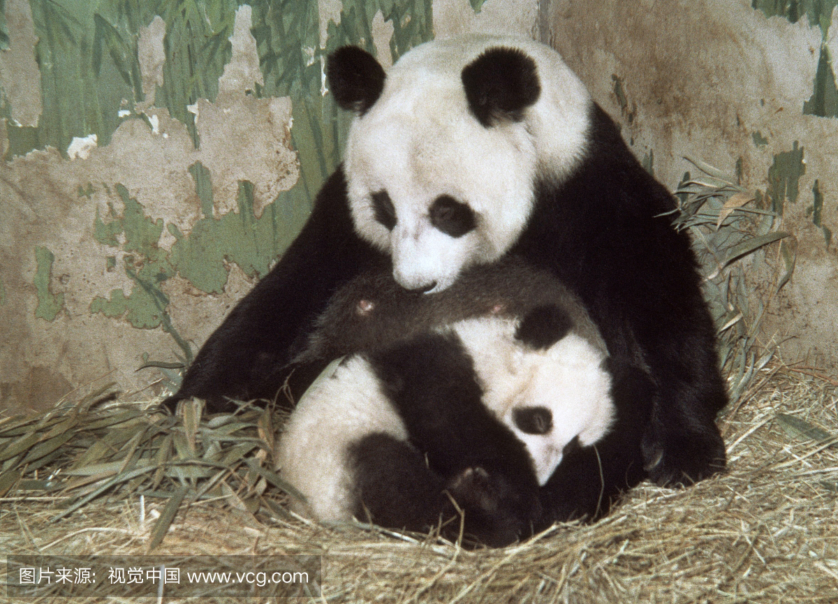 通过人工授精产生的第一只大熊猫被母亲照顾;
