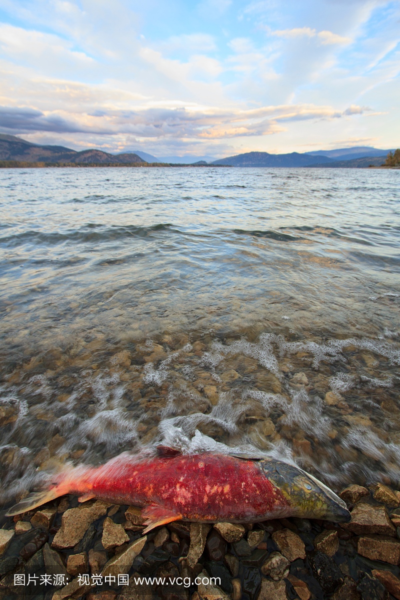 一个产卵的,死的三脚鲑鱼躺在布什湖的Shusw