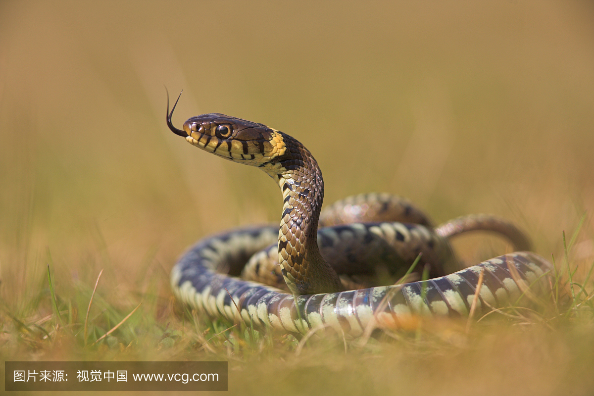 草,游蛇,蛇,彩色图片
