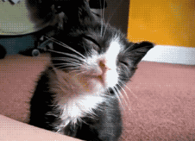 动物呆萌搞笑动态图