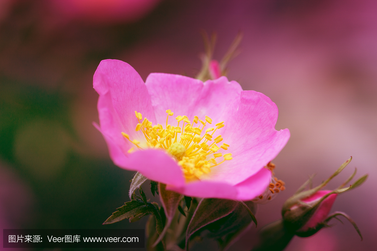 粉红玫瑰果花宏狗上升。狗玫瑰的特写镜头(野