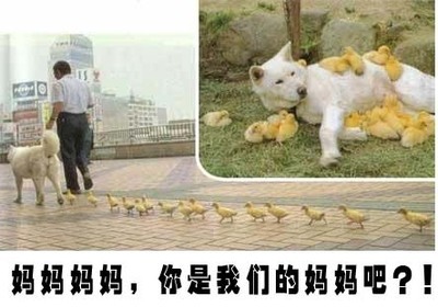 动物超级搞笑笑死人_动物超级搞笑笑死人图片大全