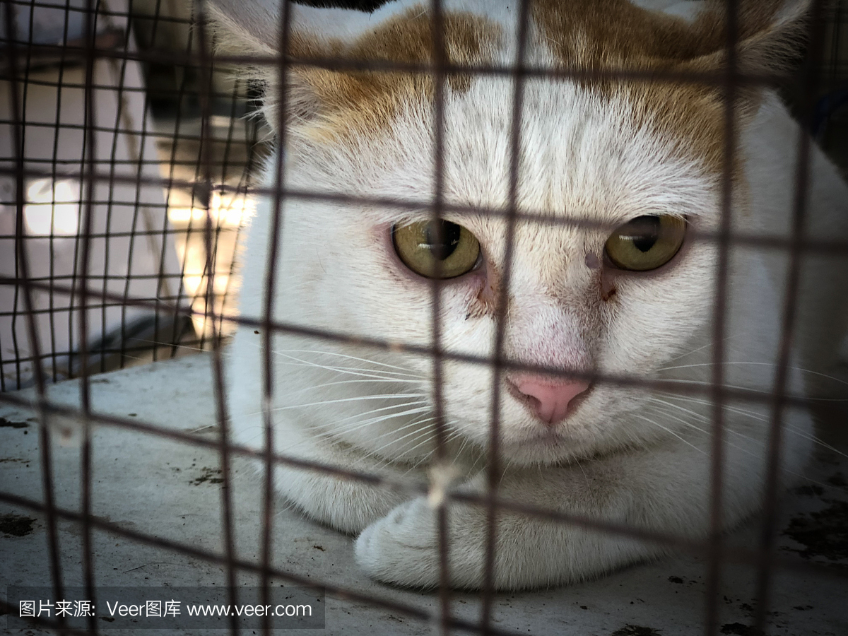 世界狂犬病日的绝育狗和猫,狗,猫的外科消毒