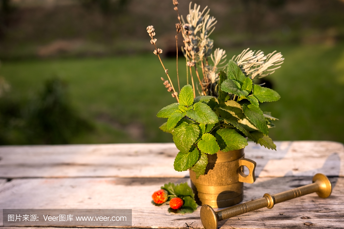 防臭木,油鞭草属,蜜蜂花,香蜂叶