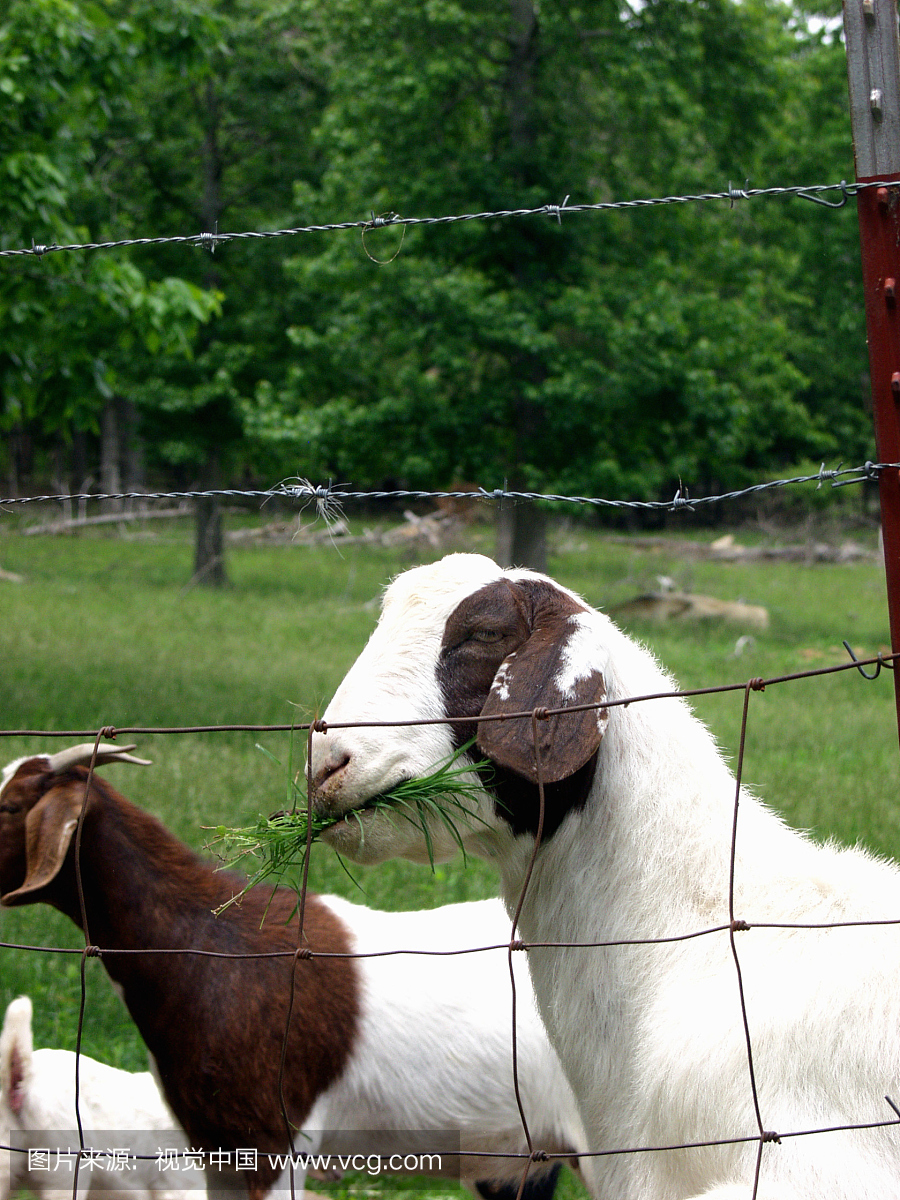 阿肯色州,石头县,布尔山羊在一些草地上。 199