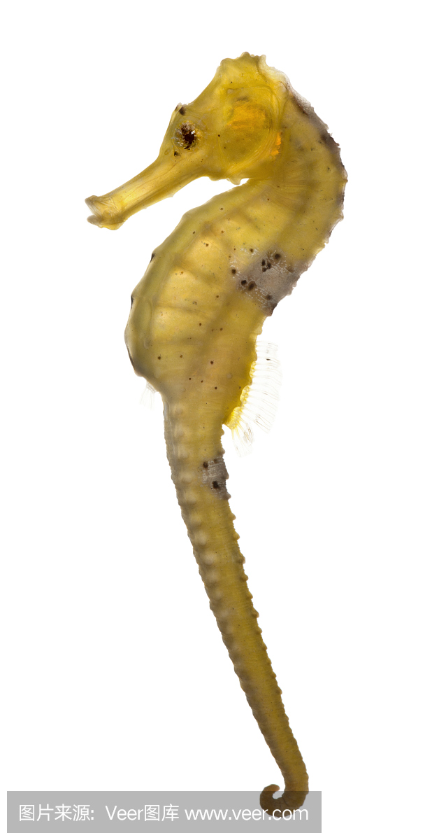 Longsnout海马,海马reidi黄色,白色背景的侧视图